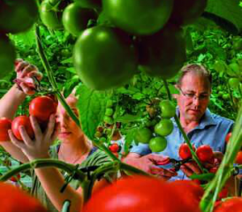 Der Bundesrat will, dass sich die Schweiz 12 Monate aus Pflichtlagern und Eigenproduktion versorgen kann.