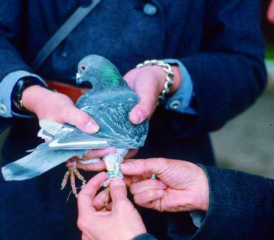 Ab 1902 stellte der «Zentralverein Schweizer Brieftaubenstationen» den Militärbehörden «jederzeit abgerichtete» Brieftauben zur Verfügung.
