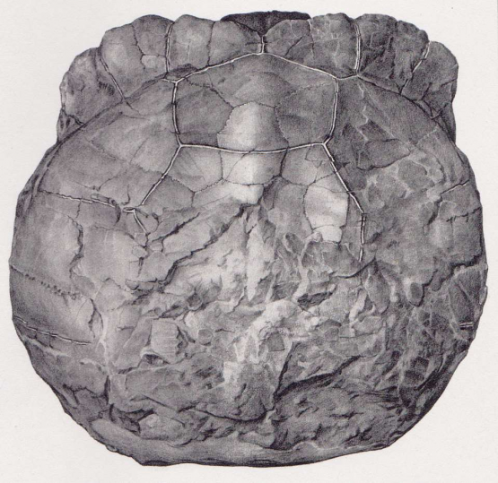 Ohne die Limmatstellung wäre dieser Rückenschild einer Riesenschildkröte wohl nie entdeckt worden.