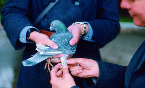 Ab 1902 stellte der «Zentralverein Schweizer Brieftaubenstationen» den Militärbehörden «jederzeit abgerichtete» Brieftauben zur Verfügung.